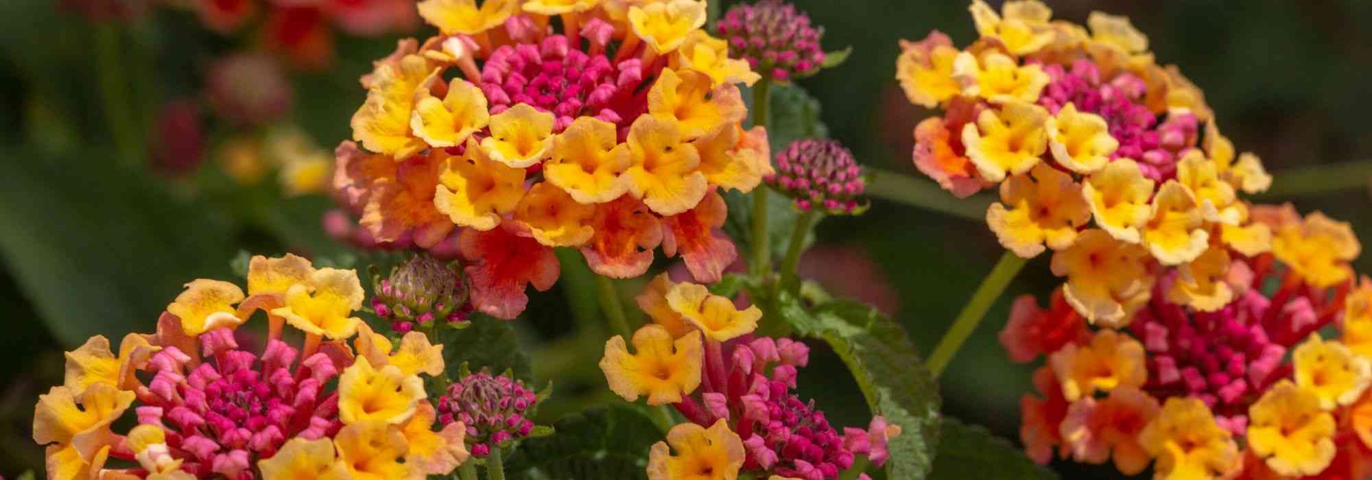 Lantana: how to overwinter it?