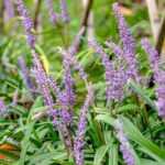 Liriope: planting, growing, propagating