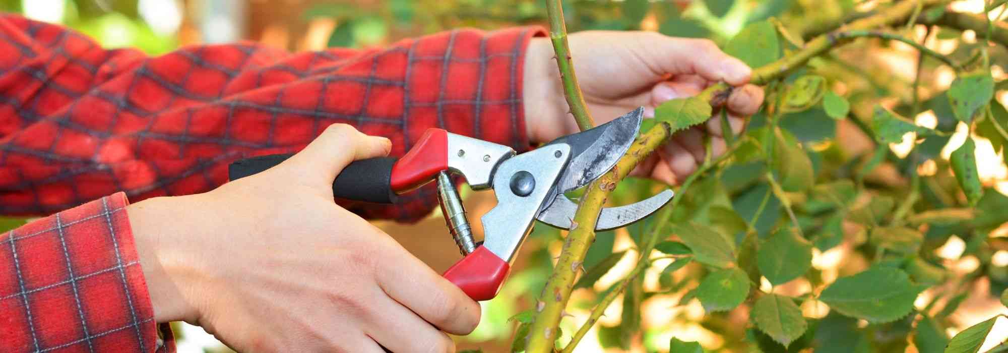 Main manual cutting tools and their use in the garden