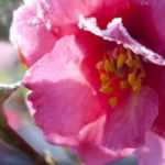 Camellias in winter: how to look after them?