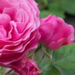 When and how to prune perpetual roses?