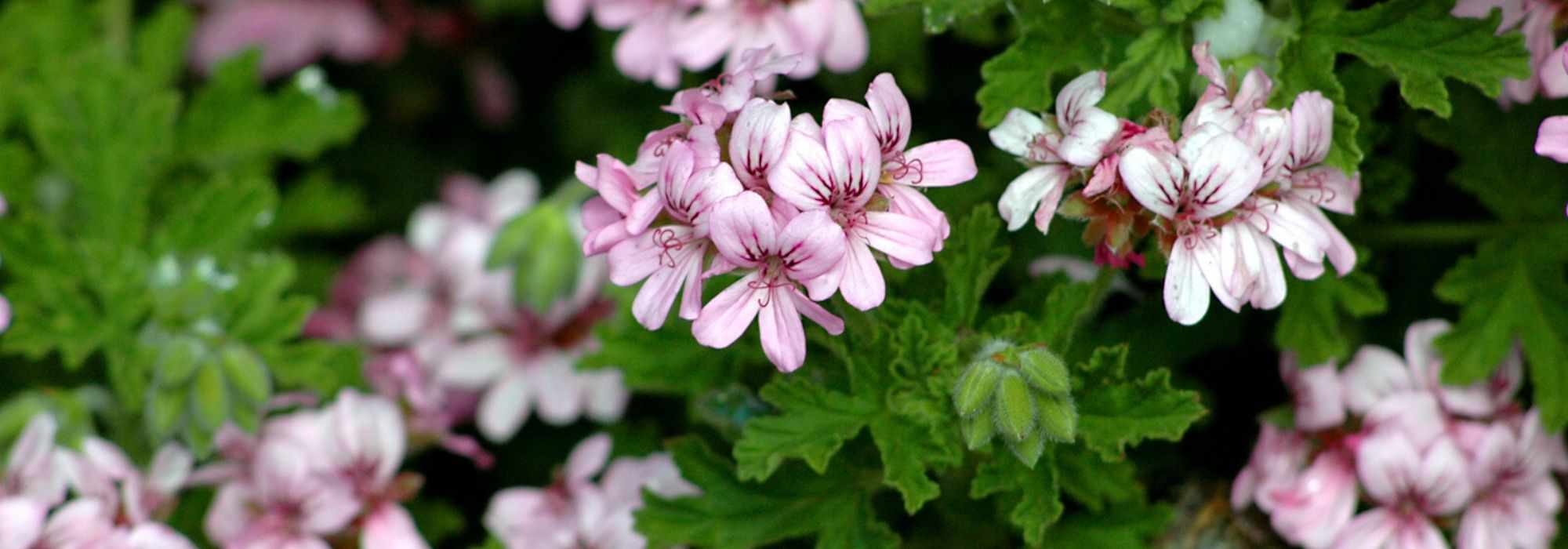 Successfully overwintering pelargoniums (balcony geraniums)