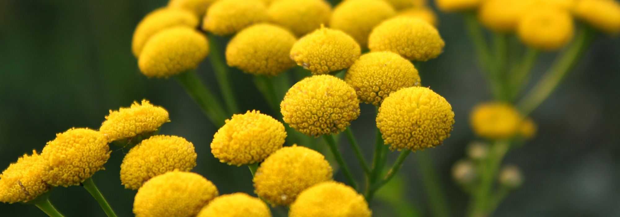 Tansy: sowing, planting, and growing