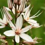 Asphodel: planting, growing, and care