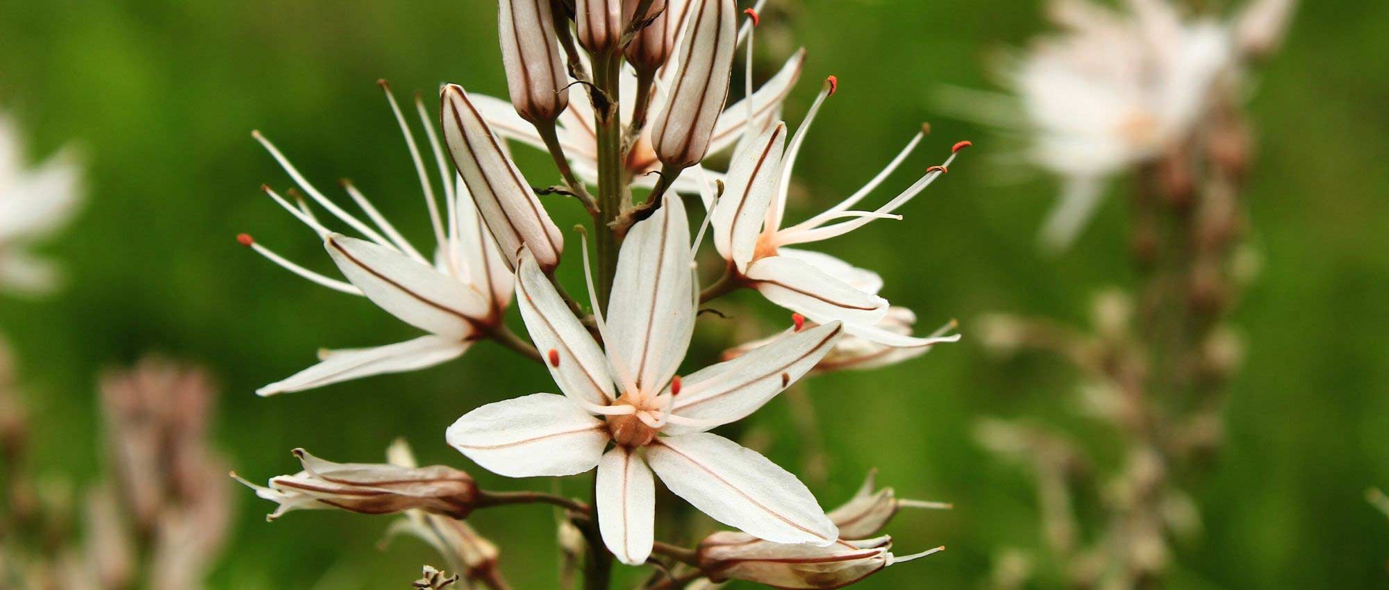 Asphodel: planting, growing, and care