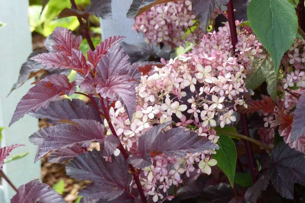 Physocarpus: Ideas for Pairing in the Garden