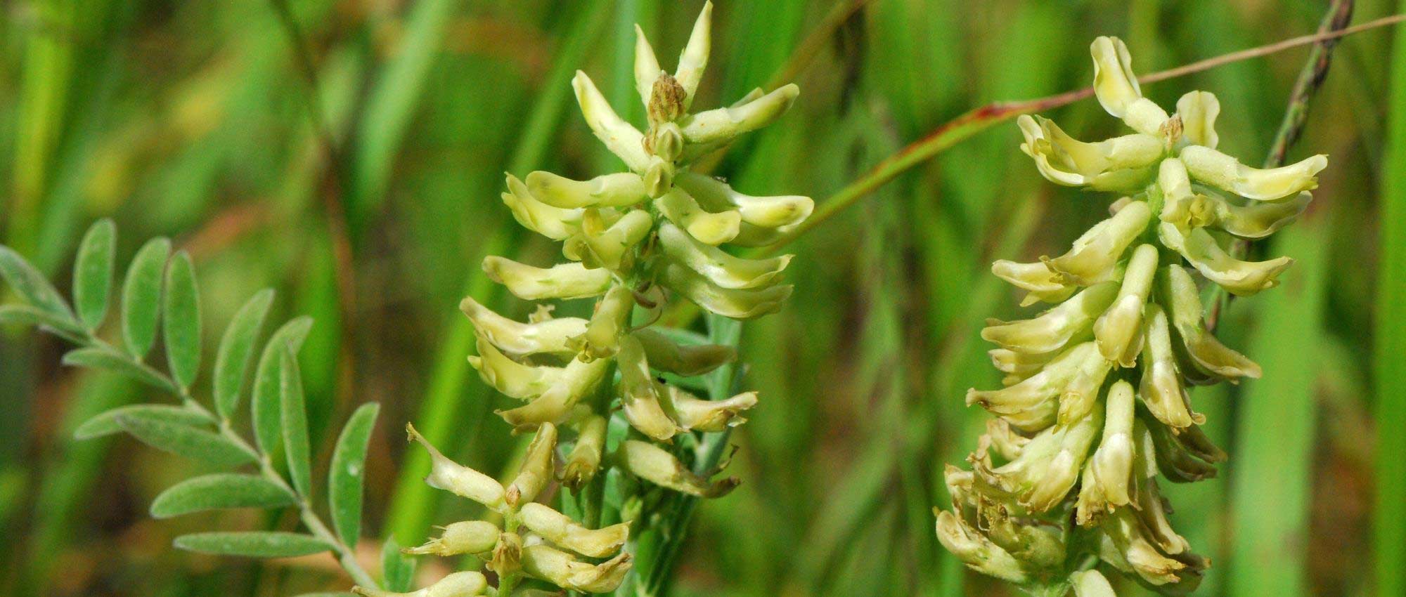 Astragalus: planting, growing, and care