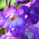 Gladioli: 5 ideas for successful combinations