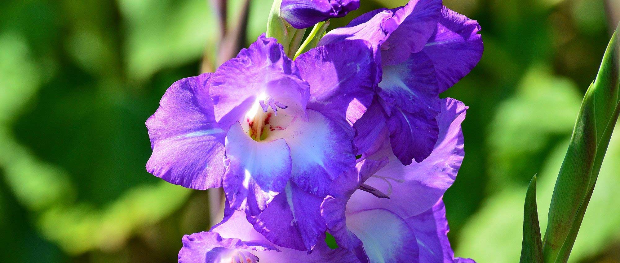 Gladioli: 5 ideas for successful combinations