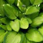 Hostas: 7 ideas for successful combinations