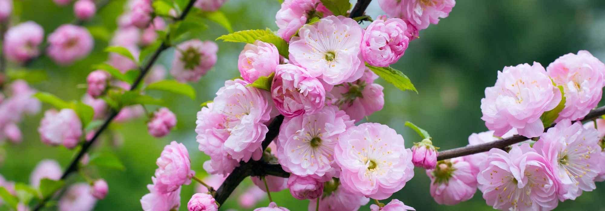 6 winter-flowering Prunus