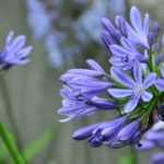 How to protect agapanthus over winter?