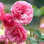 10 summer-flowering bushes you should have in your garden!