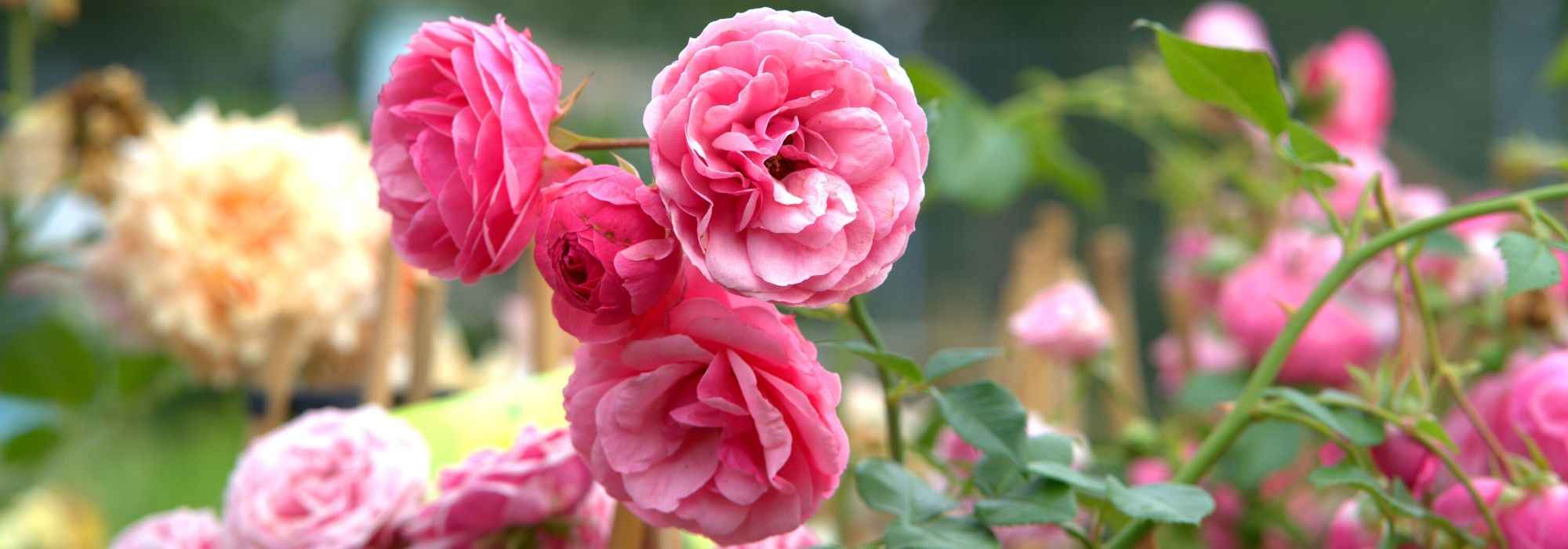 10 summer-flowering bushes you should have in your garden!