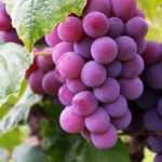Grapevine: choose the right variety