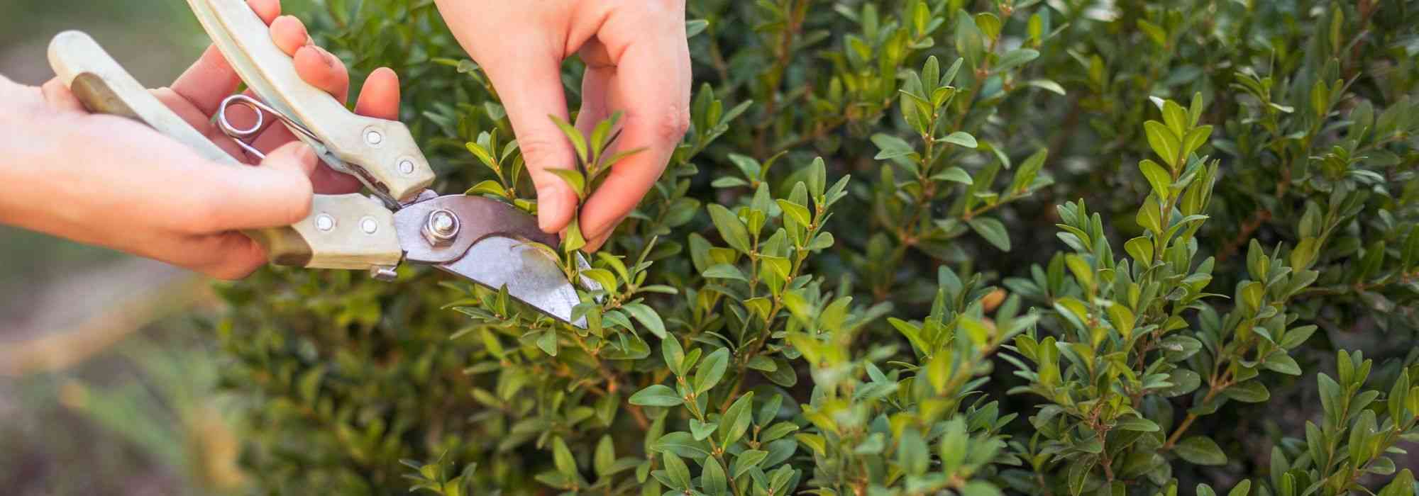 Boxwood: when and how to prune?