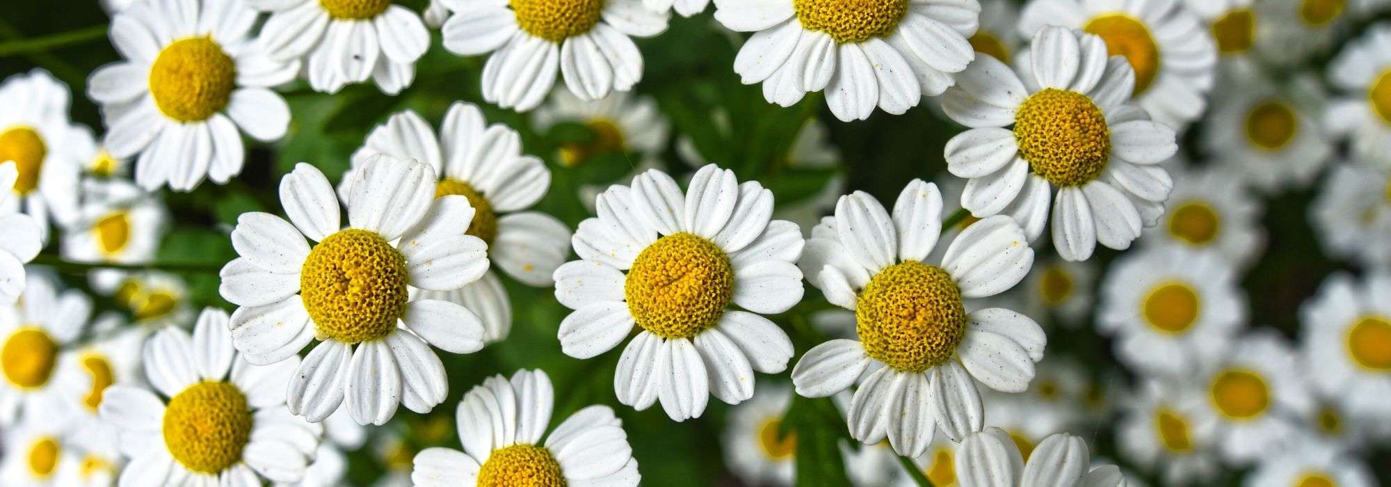 Chamomile: cultivation, harvest, benefits