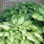 Planters and pots for shade: 5 planting combinations