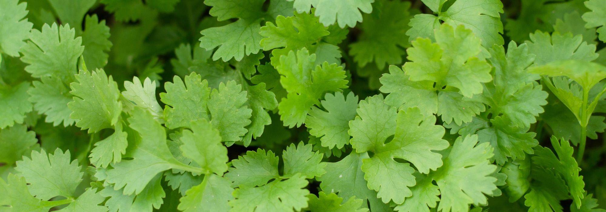Coriander: cultivation, harvest, benefits