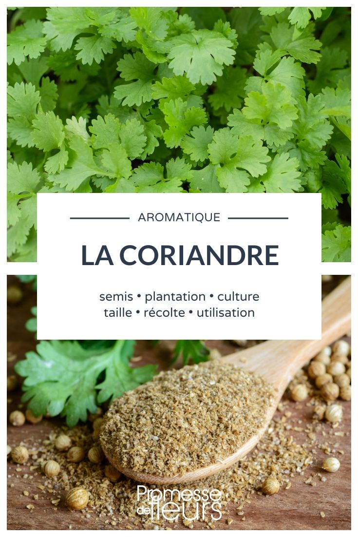 coriander seed