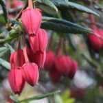 Crinodendron, Lantern tree: planting, pruning, and care