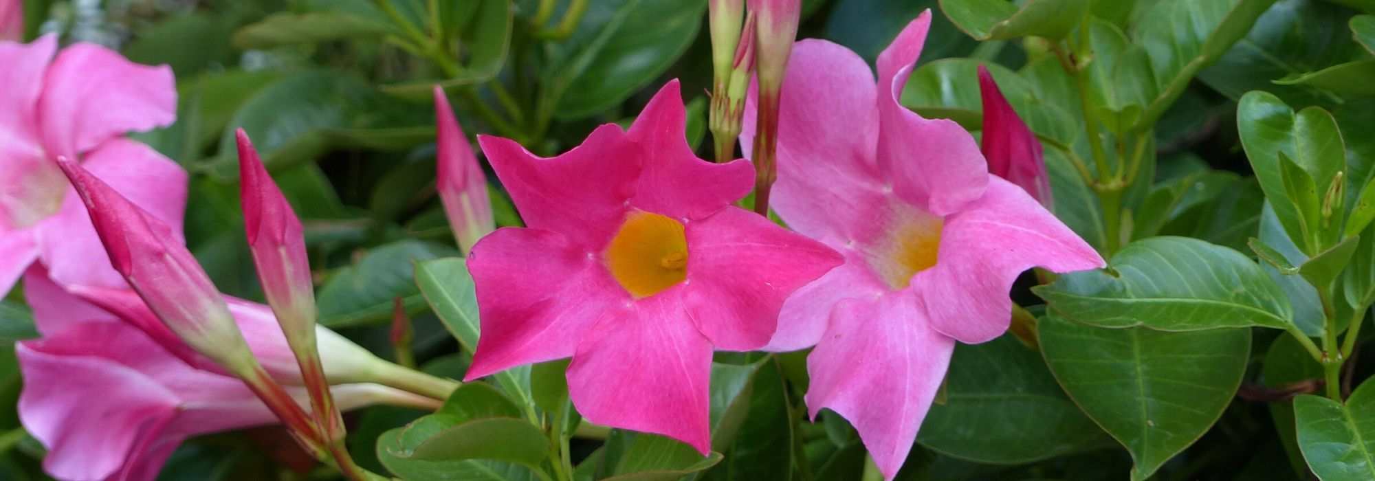Dipladenia in winter: protecting it from cold