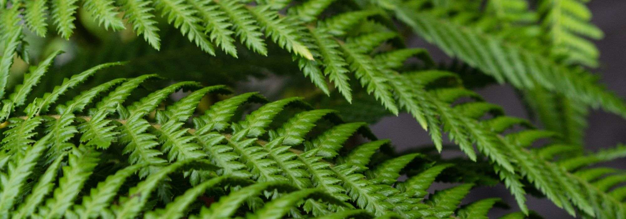 Tree fern: planting, cultivation, maintenance