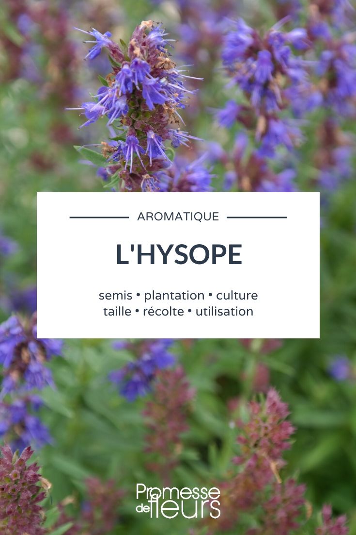 hyssop