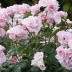 When and how to prune shrub roses?