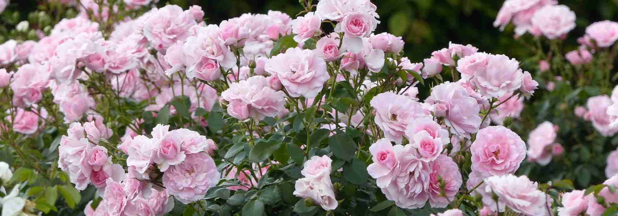 When and how to prune shrub roses?