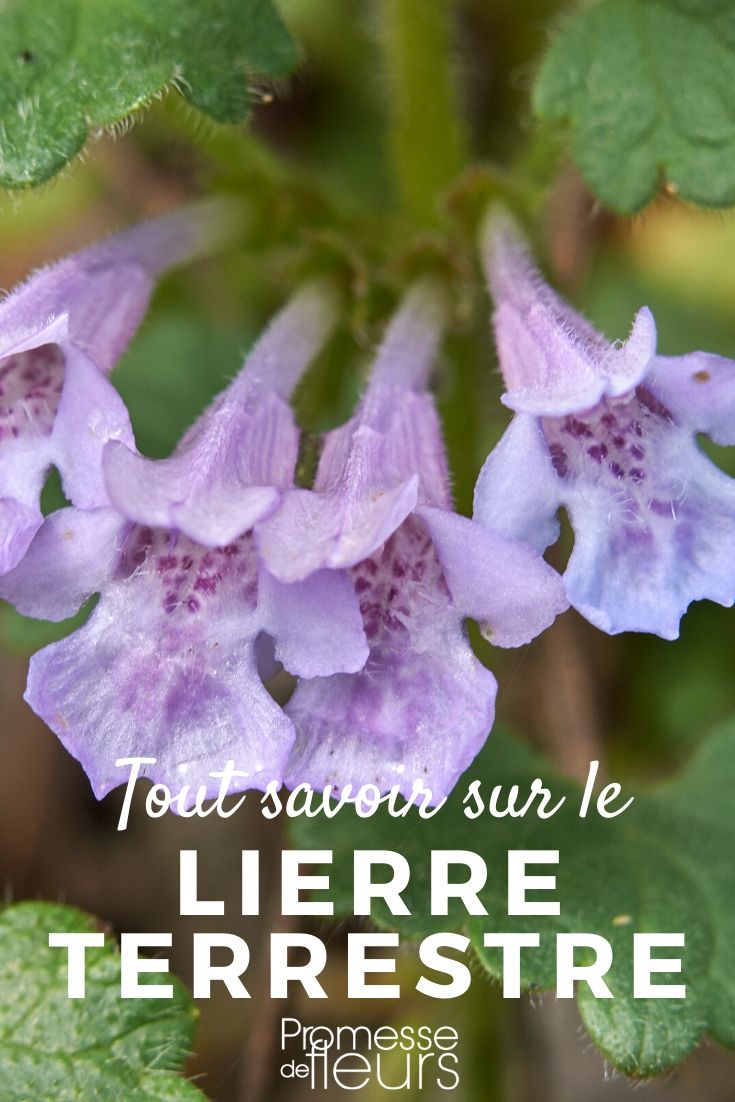 Glechoma: Everything You Need to Know

Glechoma, commonly known in the UK as ground ivy, is a versatile and robust plant that thrives in a variety of environments. This perennial herb is not only admired for its attractive foliage and delicate flowers but also for its various uses in gardens and beyond.

### Characteristics and Growth

Ground ivy is scientifically known as Glechoma hederacea and belongs to the mint family, Lamiaceae. It features small, kidney-shaped leaves with a lush green hue and scalloped edges. During spring, it blooms with tiny, tubular blue or violet flowers, which are not only a delight to look at but also attract a host of pollinators including bees and butterflies.

This plant is particularly known for its rapid growth and spreading habit, making it an excellent ground cover in shaded areas where other plants might struggle to thrive. It typically grows to about 10-20 cm in height and spreads quickly through its stolons, forming a dense carpet of foliage.

### Cultivation Tips

Ground ivy prefers moist, well-drained soil and can grow in full shade to partial sunlight. It is quite adaptable and can tolerate a range of soil conditions, though it flourishes best in slightly acidic to neutral soils. To plant ground ivy, simply lay the stolons on the surface of the soil and they will root themselves.

While it is a low-maintenance plant, it's important to manage its growth to prevent it from overtaking other plants in your garden. Regular trimming and defining clear boundaries, such as using garden edging, can help control its spread.

### Uses in the Garden and Beyond

Apart from its use as a ground cover, ground ivy has several other applications. It can be used to control soil erosion on slopes and is also popular in herbal medicine for its potential health benefits, which include relief from respiratory conditions and mild digestive issues.

In culinary uses, the leaves of ground ivy can be used fresh in salads or as a flavouring herb in various dishes. Its aromatic nature adds a unique touch to culinary creations.

### Conclusion

Ground ivy is a charming and useful addition to any garden, especially in shaded or difficult areas. With its easy-going nature and minimal care requirements, it offers beauty and functionality, making it a favoured choice among gardeners in the UK and Ireland. Whether you're looking to enhance your garden's aesthetics, prevent erosion, or explore its culinary and medicinal uses, ground ivy is a plant that promises to meet a variety of needs.