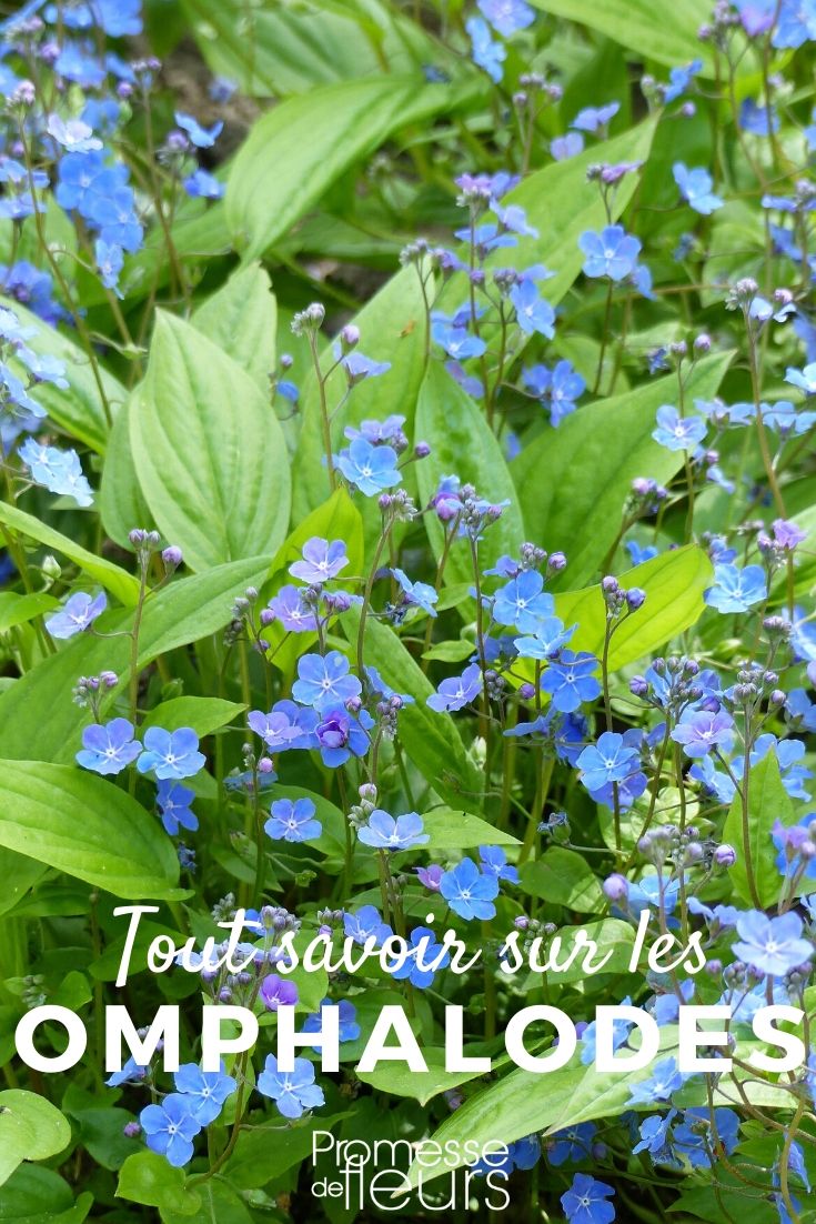 Omphalodes: Everything You Need to Know

Omphalodes, commonly known as navelwort, is a charming addition to any garden, particularly suited for shaded or semi-shaded areas. This perennial plant is prized for its beautiful foliage and delicate blue flowers, which resemble those of forget-me-nots. Here’s a comprehensive guide to help you understand and cultivate Omphalodes in your garden.

### Planting Omphalodes

Omphalodes thrives in moist, well-drained soil, rich in organic matter. It prefers shady locations but can tolerate partial sun, provided the soil remains cool and moist. Planting should be done in autumn or spring when the soil is workable.

### Care and Maintenance

Watering is crucial, especially in dry spells, to keep the soil consistently moist. Mulching with organic material helps retain soil moisture and suppress weeds. Fertilize with a balanced, slow-release fertilizer in early spring to promote healthy growth and flowering.

### Pruning and Propagation

Pruning is generally not necessary for Omphalodes, but you may trim back any spent flowers to keep the plant tidy. Propagation can be done by dividing the roots in early spring or by sowing seeds in autumn.

### Common Issues

Omphalodes is relatively disease-free but watch out for slugs and snails, which can damage the foliage. Regularly check and remove these pests by hand if necessary.

### Conclusion

Omphalodes is an excellent choice for adding a splash of colour to shaded garden spots. With minimal care, it can provide a beautiful display of flowers year after year. Whether you are a seasoned gardener or a beginner, Omphalodes is a delightful and rewarding plant to grow.