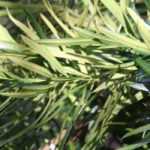 Podocarpus: planting, pruning, and care