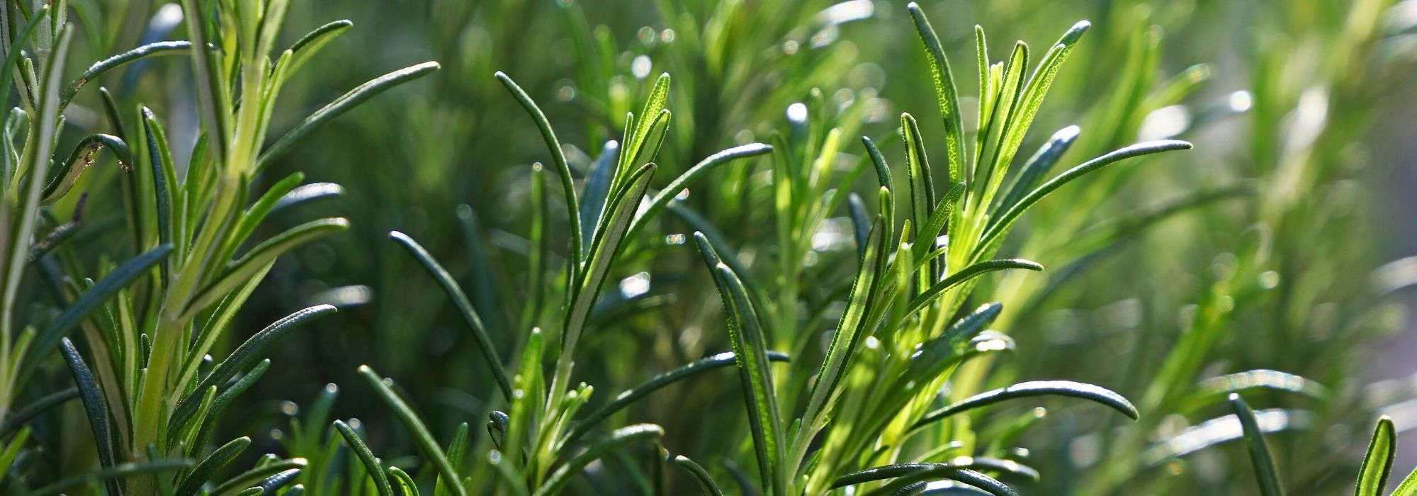 Rosemary: planting, benefits, harvest