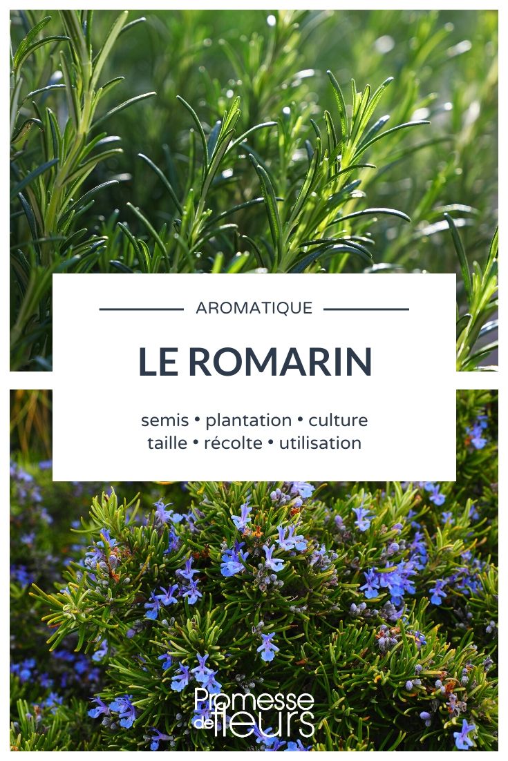 Everything You Need to Know About Rosmarinus officinalis

Rosmarinus officinalis, commonly known as rosemary, is a beloved herb known for its fragrant, needle-like leaves and woody aroma. This perennial plant is not only prized for its culinary uses but also for its ornamental appeal and a host of medicinal benefits. Let's delve deeper into the world of Rosmarinus officinalis and discover how you can grow and use this versatile herb in your garden.

### Characteristics of Rosmarinus officinalis

Rosemary is a hardy shrub that belongs to the Lamiaceae family. It typically grows to a height of 1 to 2 meters and spreads outwards with its branches. The leaves are evergreen, dark green on the top, and lighter underneath, with a leathery texture. During spring and summer, the plant sports small, pale blue to white flowers, which are highly attractive to bees and other pollinators.

### Growing Conditions

Rosemary thrives in well-drained, sandy soil and prefers full sun exposure. It is suitable for USDA hardiness zones 7 to 11 and can tolerate drought, making it an excellent choice for xeriscaping. When planting rosemary, ensure that the soil is not overly rich in nutrients, as this can affect the concentration of essential oils in the leaves, which are responsible for its aroma and flavour.

### Planting and Care

To plant rosemary, choose a sunny spot with good air circulation. If you're planting in a container, make sure it has adequate drainage holes. Water the plant regularly during the first growing season to establish a robust root system. Once established, rosemary requires minimal watering but may need more frequent watering during prolonged dry spells.

Pruning is essential to maintain the desired shape of the plant and to encourage bushy growth. It's best to prune rosemary in early spring or after it has flowered.

### Culinary Uses

Rosemary is extensively used in cooking, imparting a distinctive flavour to meats, soups, and stews. It pairs wonderfully with lamb, chicken, and potatoes. Fresh or dried leaves can be used, but fresh rosemary has a more potent flavour.

### Medicinal Benefits

Traditionally, rosemary has been used to improve memory, relieve muscle pain and spasm, and stimulate the immune and circulatory systems. It is also rich in antioxidants, which are essential for neutralizing harmful free radicals in the body.

### Ornamental Uses

With its upright habit and attractive flowers, rosemary can also serve as a lovely addition to any garden. It can be grown as a hedge or used in borders and herb gardens. Additionally, its resistance to deer and rabbits makes it a practical choice for many gardeners.

In conclusion, Rosmarinus officinalis is a versatile and easy-to-grow herb that offers a multitude of benefits. Whether you're interested in its culinary, medicinal, or ornamental properties, rosemary is a delightful addition to any garden setting.