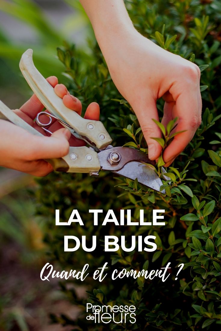 When and How to Prune Boxwood

Pruning boxwood is an essential task to ensure your plants remain healthy and aesthetically pleasing. Here’s a simple guide on when and how to effectively prune your boxwood.

### When to Prune Boxwood

The best time for pruning boxwood is in late spring, after the last frost has passed. This timing allows the plant to heal and grow new foliage before the onset of winter. A second lighter pruning can be done in late summer, but avoid heavy pruning as this can expose the plant to winter cold.

### How to Prune Boxwood

1. **Tools You Need**:
   - Sharp secateurs or a pruning shears
   - Gloves to protect your hands

2. **Pruning Technique**:
   - Start by removing any dead or diseased branches to maintain the health of the plant.
   - Thin out dense areas to allow light and air to penetrate the centre of the plant, which helps prevent disease.
   - Shape the boxwood according to your preference, but it’s generally best to maintain a natural shape that allows for even growth.

3. **Aftercare**:
   - Clean your tools after pruning to prevent the spread of any diseases.
   - Consider applying a balanced fertiliser to support new growth.

By following these simple steps, you can keep your boxwood in excellent condition, enhancing the beauty of your garden.