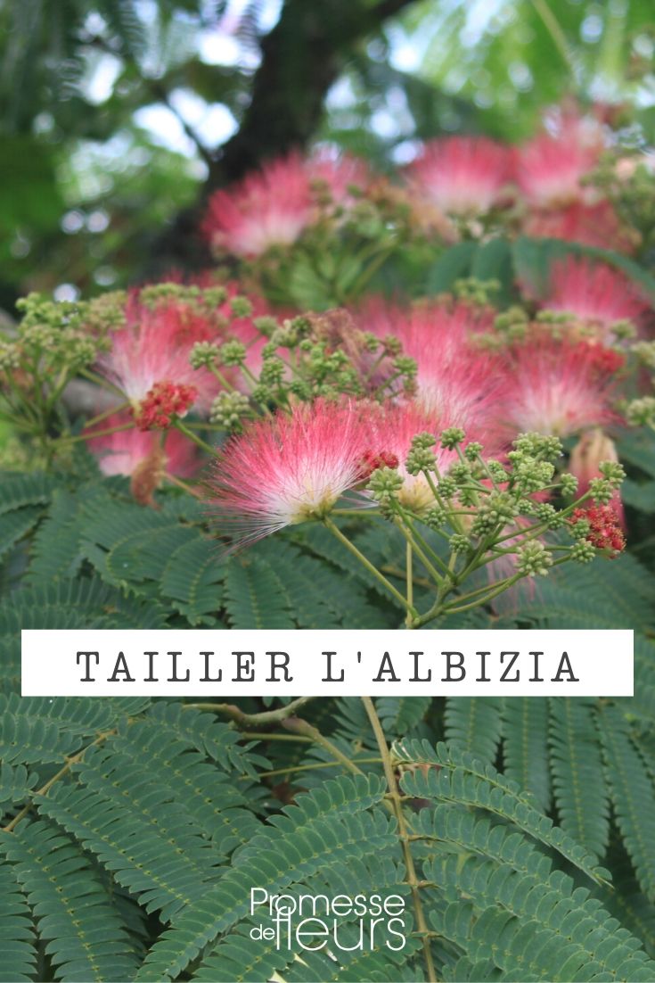 Pruning of the Albizia
