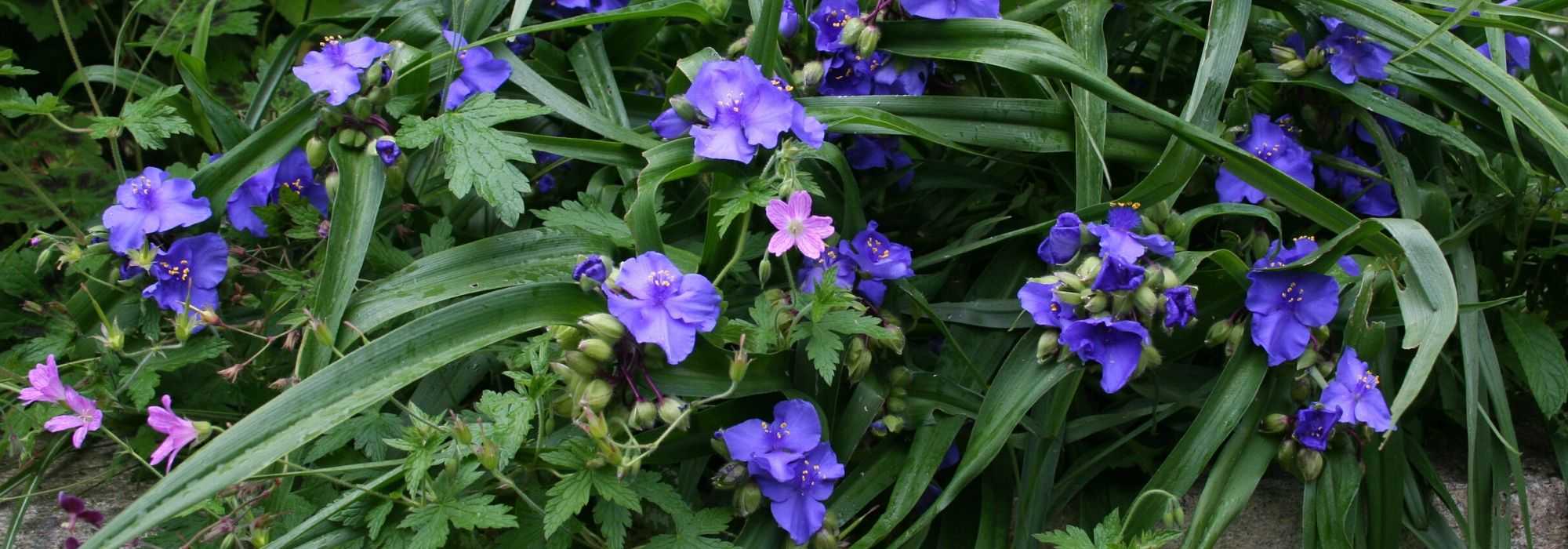 Virginia spiderwort, Tradescantia virginiana: planting and caring for it