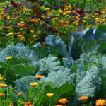 Garden fertiliser: how to choose it?