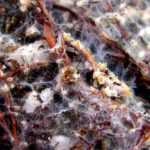 Mycorrhizae: what are they? What are they for?