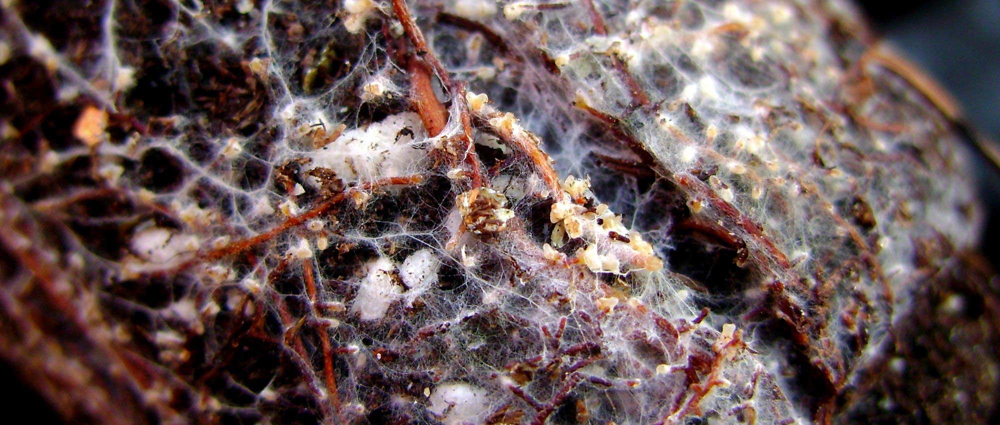 Mycorrhizae: what are they? What are they for?