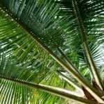 Which palm should I choose for my garden?