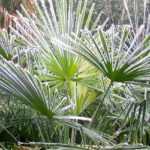 Palm trees: how to protect them in winter?