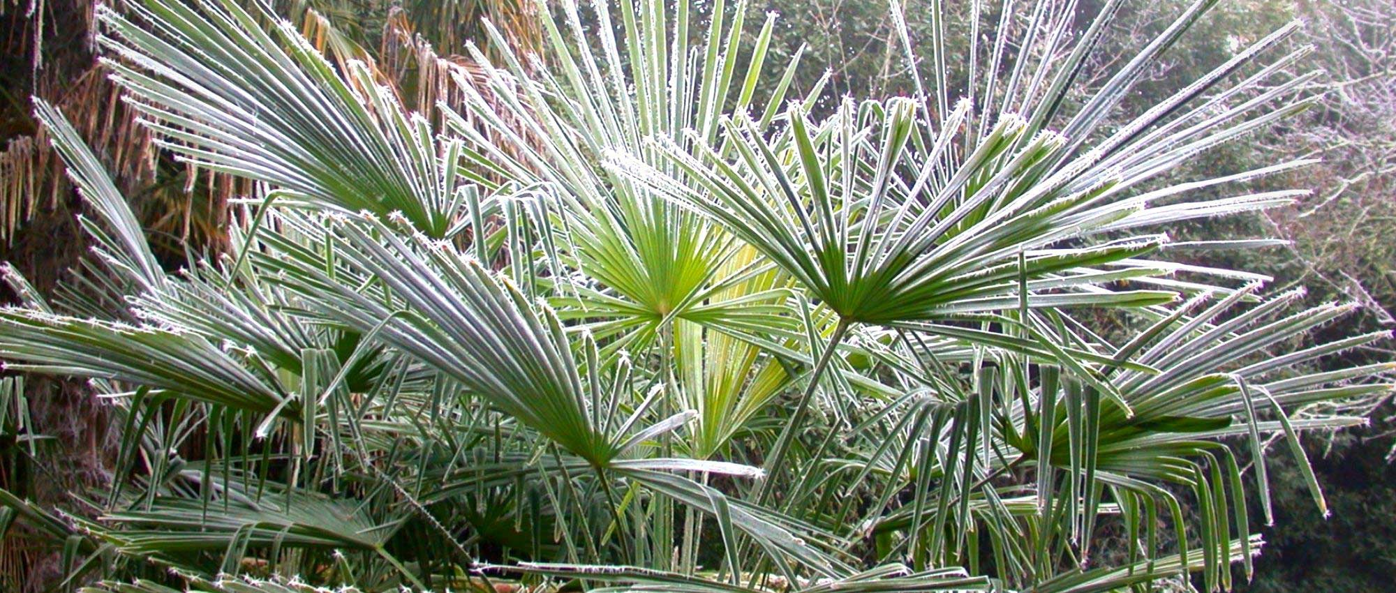 Palm trees: how to protect them in winter?