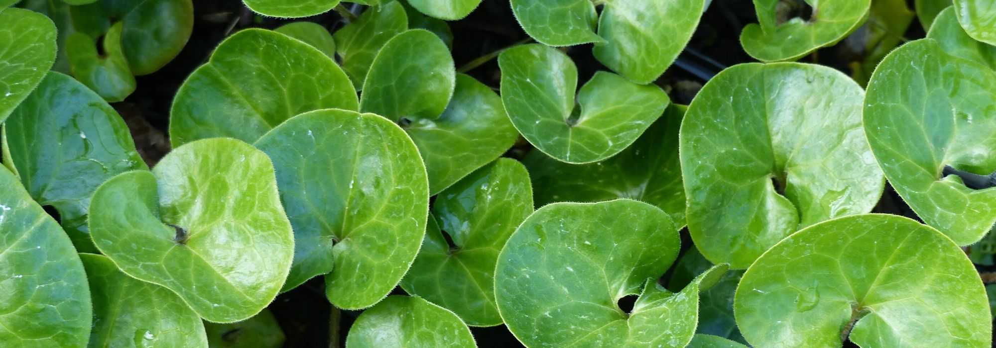 Asarum, Asaret: planting, growing and care