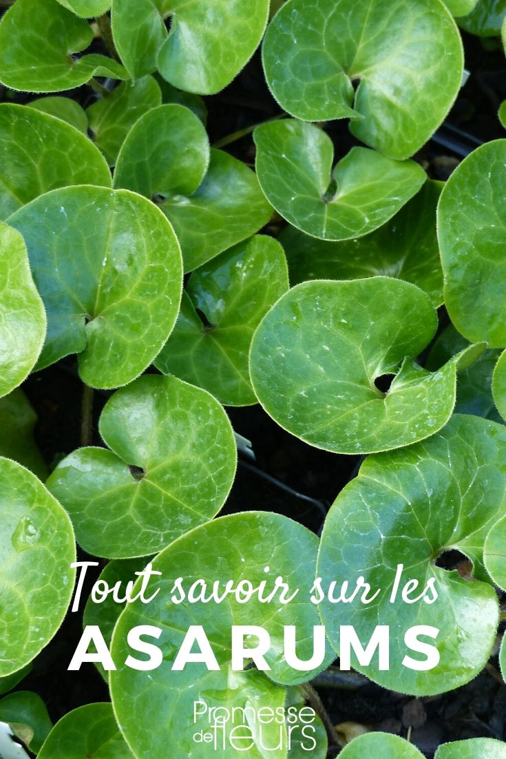 Asarum: Everything You Need to Know