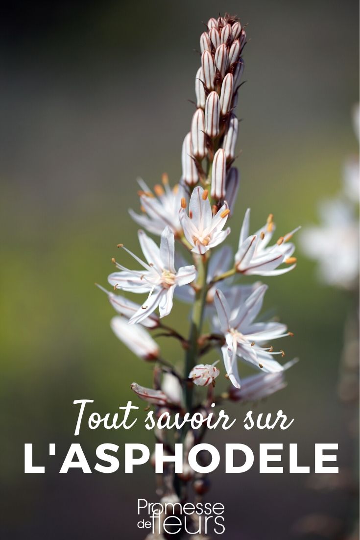 Asphodel: Cultivation Guide