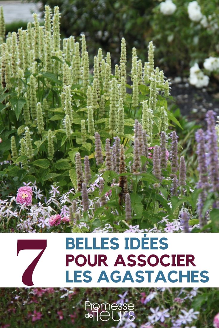Agastache: Plant Pairing Ideas
