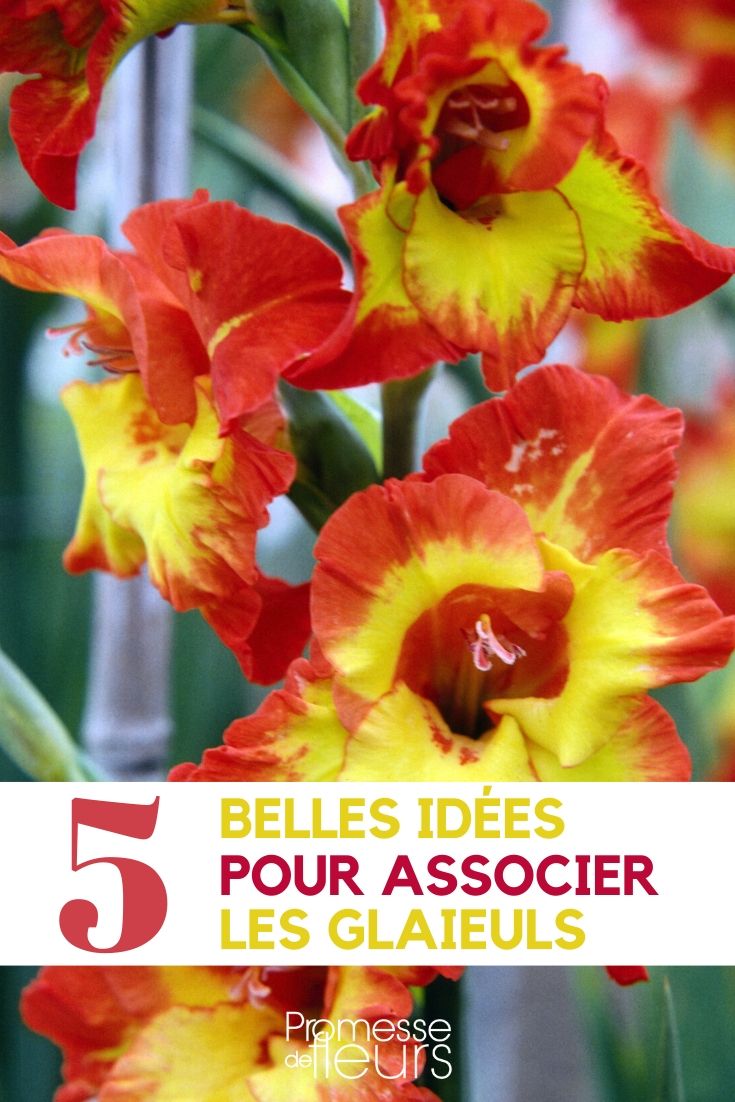 Gladioli: Ideas for Pairing Them