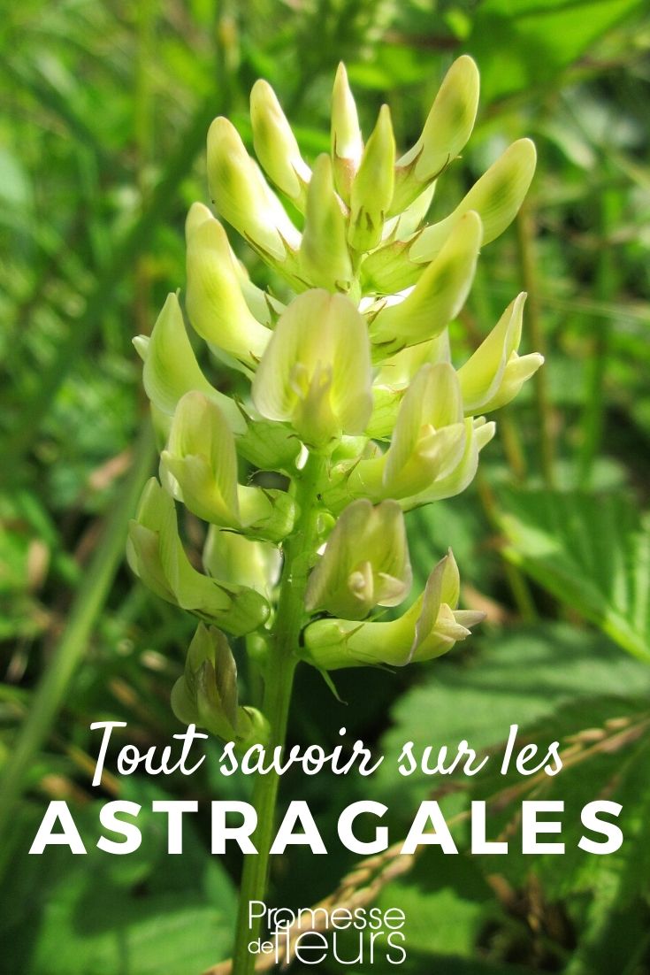 Astragalus: Everything You Need to Know

The Astragalus plant, often overlooked in gardens, is a hidden gem worth discovering. Known for its charming flowers and resilience, this perennial can bring a touch of elegance and simplicity to any garden setting.

### What is Astragalus?

Astragalus, belonging to the Fabaceae family, is a group of plants that includes over 3,000 species, ranging from herbs to shrubs. The most commonly cultivated in gardens are the herbaceous perennials, known for their beautiful and delicate blossoms.

### Why Grow Astragalus?

**1. Medicinal Properties:** Astragalus has been used in traditional Chinese medicine for centuries. It is believed to boost the immune system and have anti-inflammatory, antiviral, and antibacterial properties.

**2. Drought Resistance:** Once established, Astragalus plants are incredibly drought-tolerant, making them perfect for xeriscaping or low-water garden areas.

**3. Aesthetic Appeal:** With its lovely flowers and fern-like foliage, Astragalus adds a fine-textured element to the garden that contrasts beautifully with broader-leaved plants.

### How to Grow Astragalus

**Planting:** Choose a sunny spot with well-draining soil. Sow seeds in early spring, just beneath the surface of the soil.

**Watering:** Water regularly during the first growing season to establish a deep, extensive root system. Once established, reduce frequency, as Astragalus tolerates drought well.

**Feeding:** Apply a light application of a balanced, organic fertilizer in the spring to encourage growth.

**Pruning:** Prune back in late autumn or early winter after the plant has flowered and the foliage has died back.

### Common Varieties

- **Astragalus membranaceus:** Often used in herbal remedies, this variety is noted for its health benefits.
- **Astragalus canadensis:** Known as Canadian milkvetch, this species features long, elegant racemes of flowers.

### Challenges

Astragalus plants are generally hardy and low-maintenance. However, they can be susceptible to root rot if overwatered or planted in poorly draining soils.

### Conclusion

Whether you're a seasoned gardener or a beginner, Astragalus is a wonderful addition to any garden. Its medicinal properties, drought resistance, and beautiful appearance make it a valuable and attractive choice for a variety of landscaping needs. Embrace this lesser-known plant and watch your garden flourish with its unique charm!